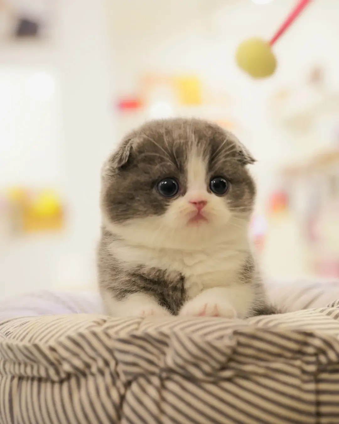 Caspian-$1000, GREY&WHITE COAT Scottish Fold kitten available to New York families