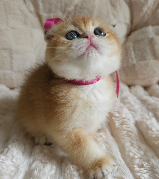 Elara - $1000, FAWN & WHITE Scottish Straight kitten available to New York families