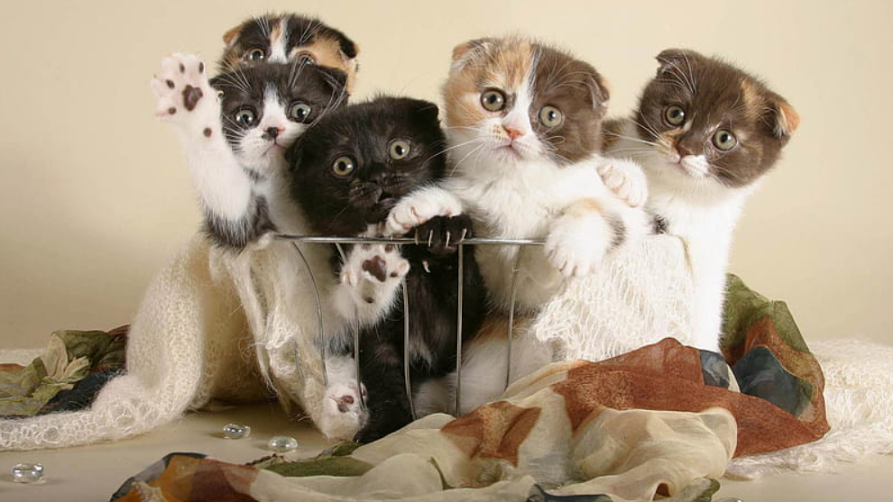 Aurelian Folds cattery room with multiple Scottish Fold kittens