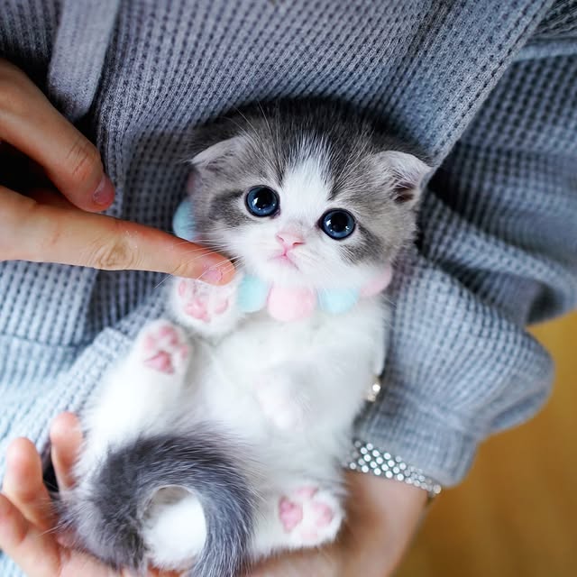 Mira- $1000, a FAWN & WHITE Scottish Straight kitten available for reservation