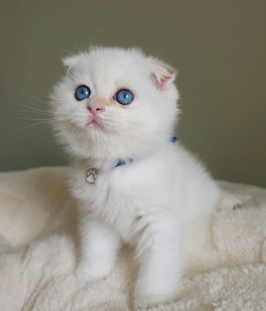 Isadora -$1000, a Scottish Fold kitten available for reservation
