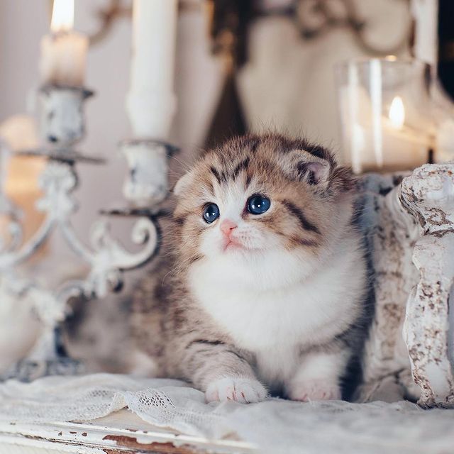Isadora -$1000, a Scottish Fold kitten available for reservation