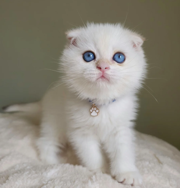 Isadora -$1000, LILAC POINT Scottish Fold kitten available to New York families
