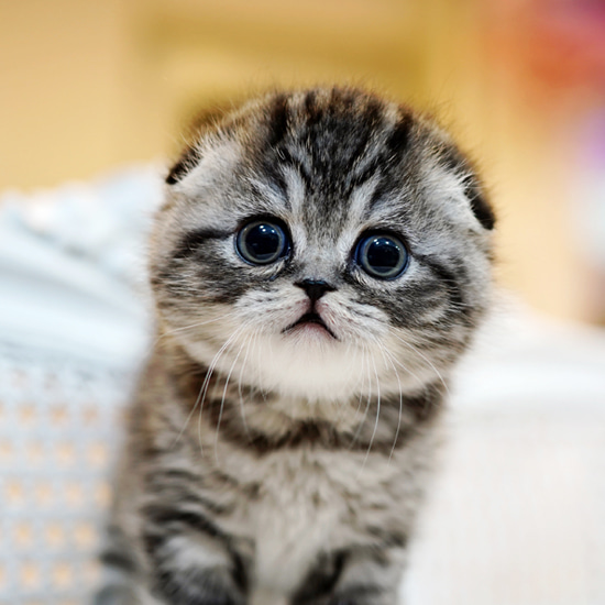 Colby-$1000, a GREY&WHITE COAT Scottish Fold kitten available for reservation